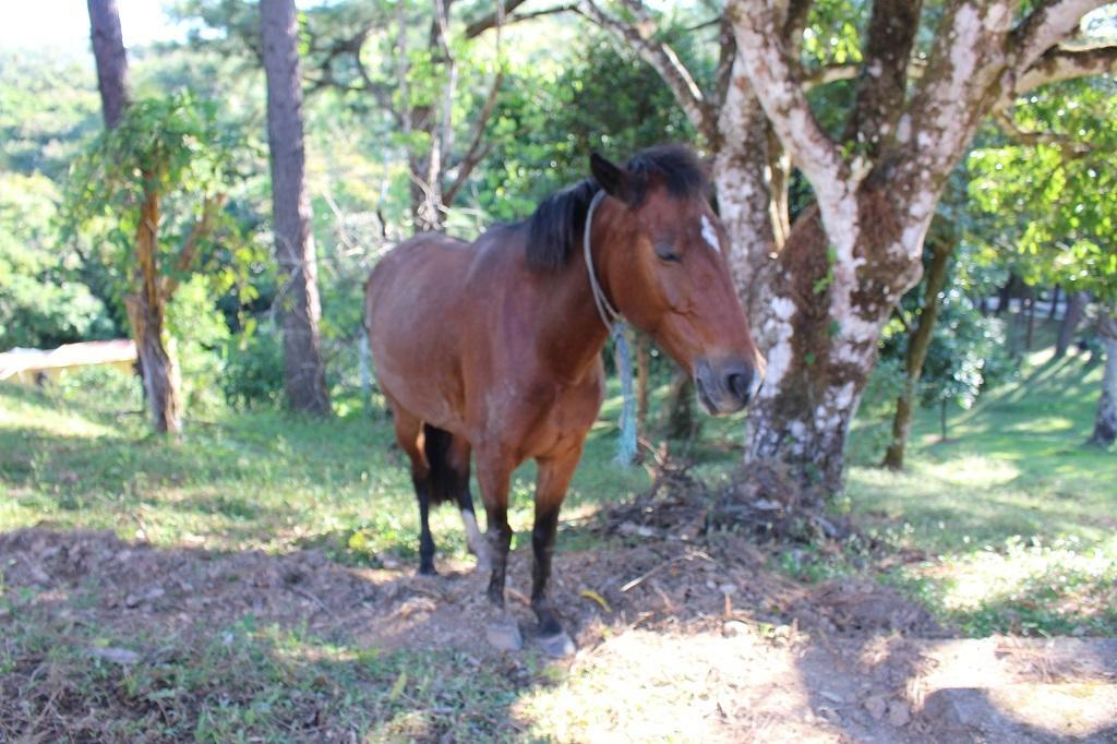 Mamallena Eco Lodge La Laguna de San Carlos Εξωτερικό φωτογραφία